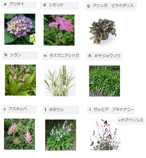 宿根草1